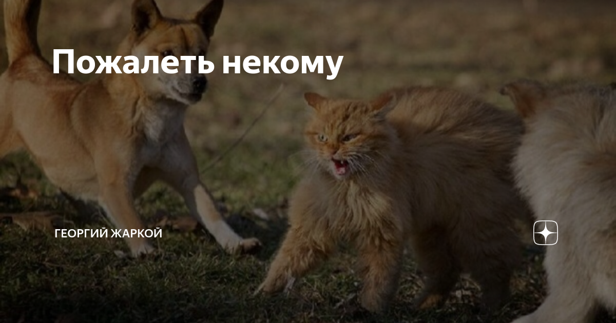 Пожалеть некому | Георгий Жаркой | Дзен