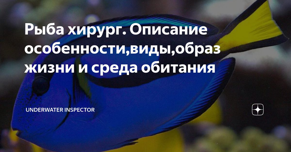 Рыба хирург. Описание особенности,виды,образ жизни и среда обитания