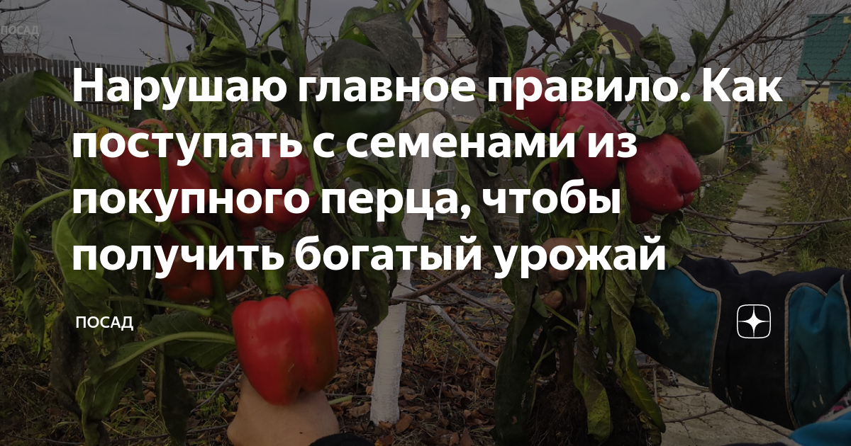 Нарушаю главное правило. Как поступать с семенами из покупного перца ...