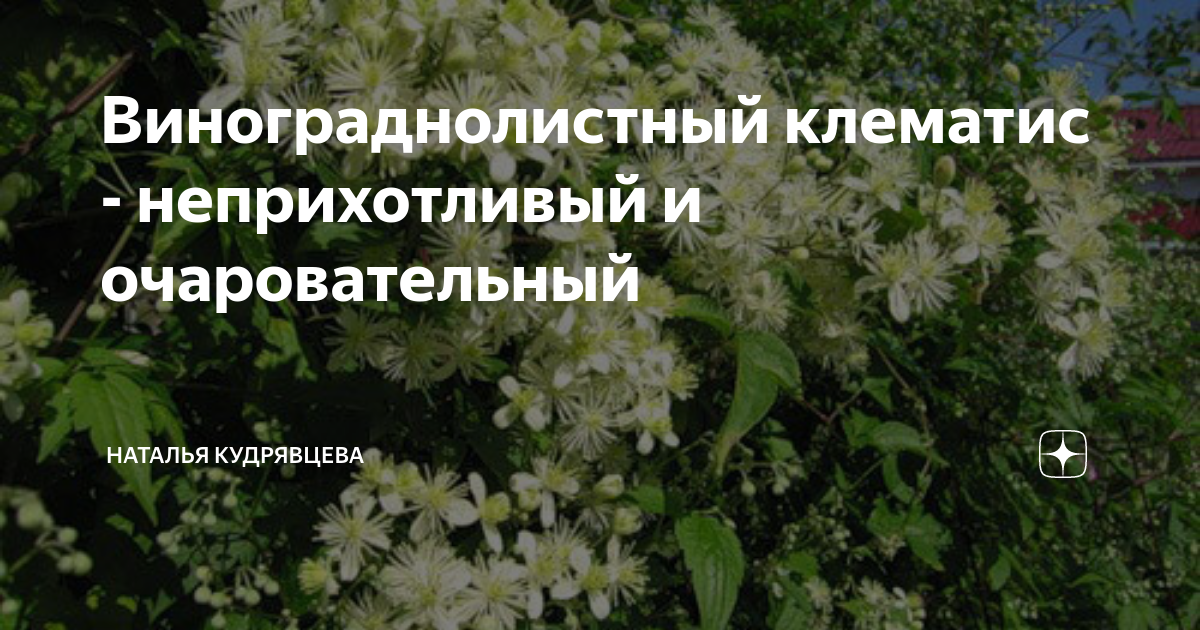 Винограднолистный клематис - неприхотливый и очаровательный | Волшебный ...