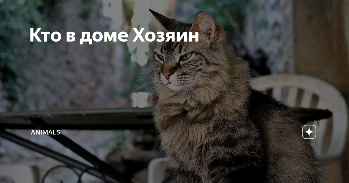 Беру хозяин