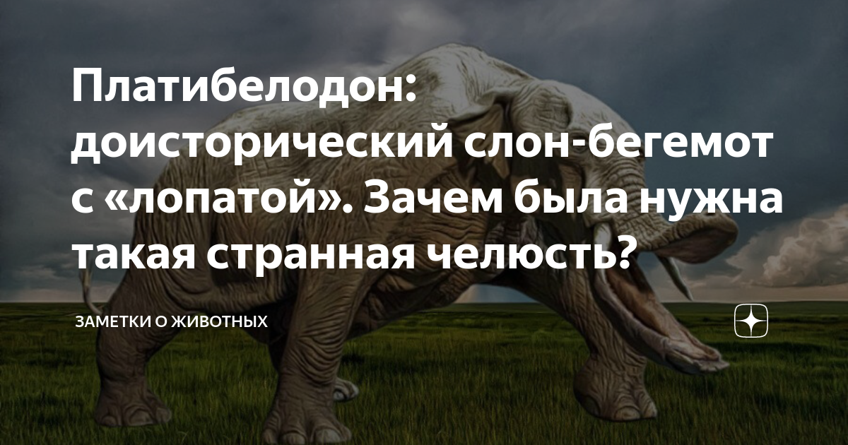 Заметки о животных дзен. Платибелодон. Платибелодонны животные неогенеза это.