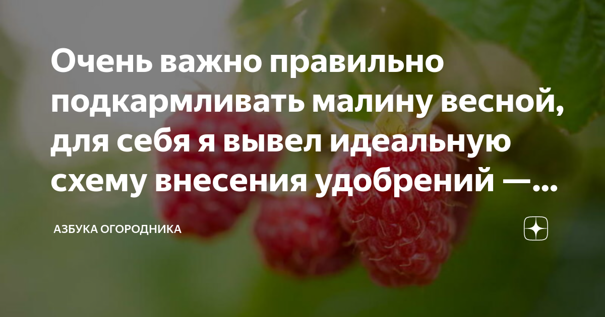 Чем удобрять малину весной