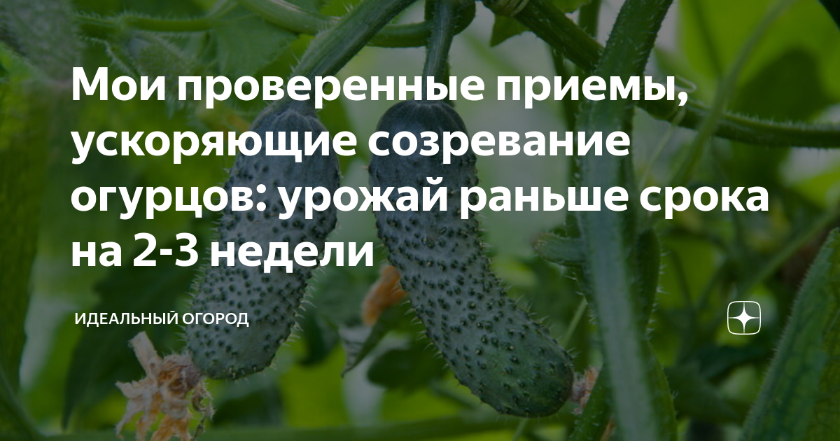 можно ли после родов есть огурцы
