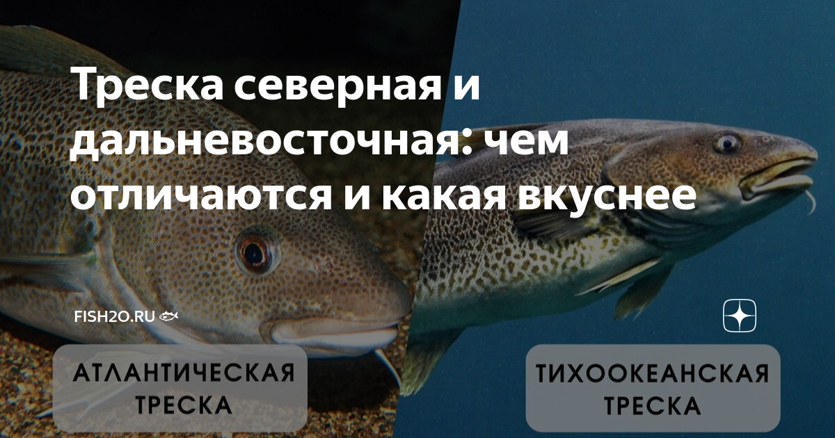Северная треска 6 букв. Почему рыбу назвали треска. Информация треске самое интересное. Какую рыбу в Одессе называют Лосик.