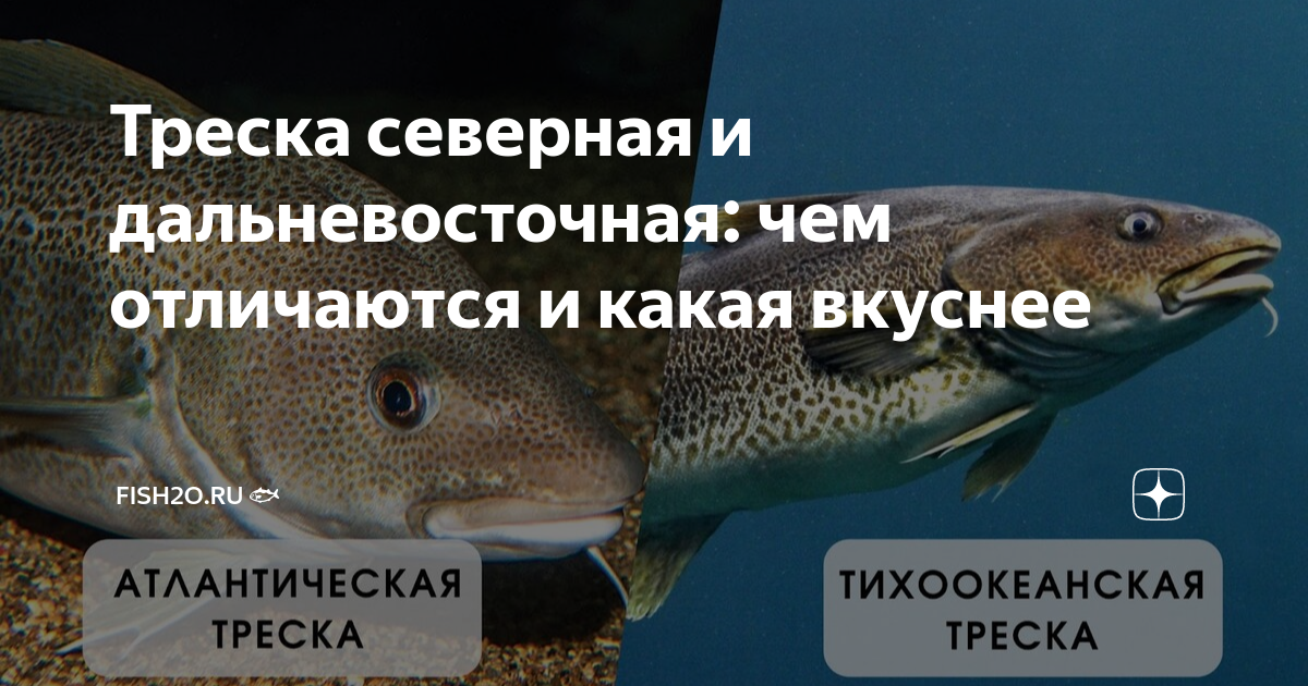 Северная треска 5. Почему назвали рыбу треска. Треска много ли костей в ней. Причина трески.