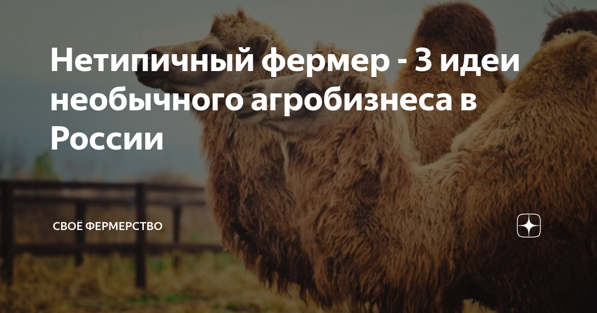 Нетипичный фермер - 3 идеи необычного агробизнеса в России | Своё ...