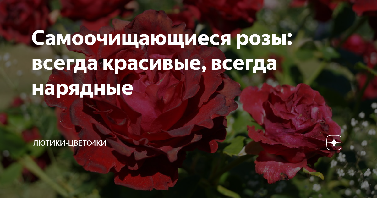 Самоочищающиеся розы: всегда красивые, всегда нарядные | Лютики ...