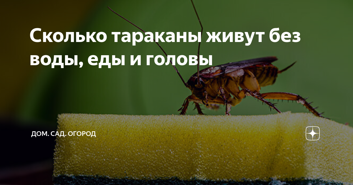 Сколько тараканы живут без воды, еды и головы | ДОМ. САД. ОГОРОД | Дзен