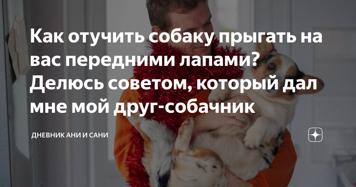 Как отучить собаку прыгать на диван