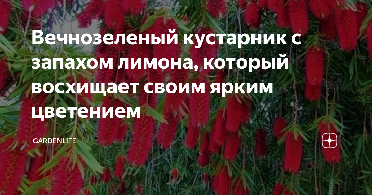Вечнозеленый кустарник с запахом лимона, который восхищает своим ярким ...