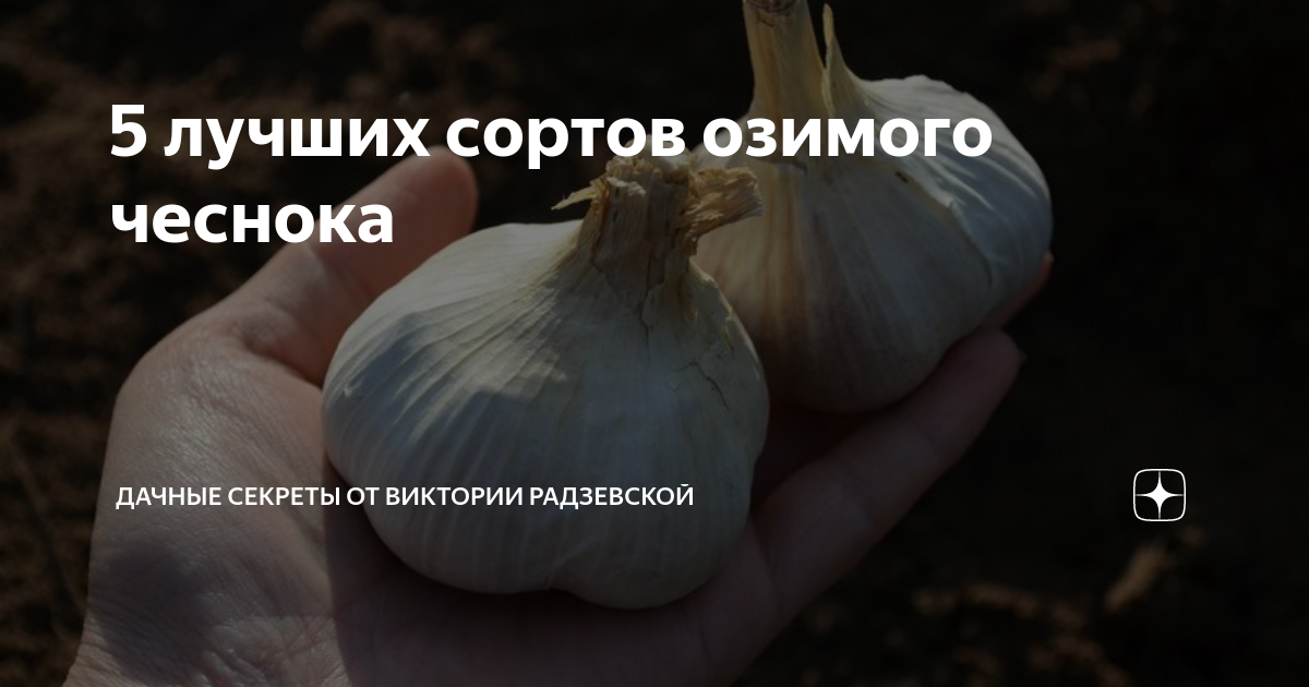 5 лучших сортов озимого чеснока | Виктория Радзевская - Дачные секреты ...