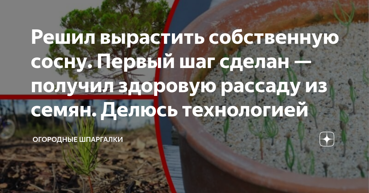 Решил вырастить собственную сосну. Первый шаг сделан — получил здоровую ...