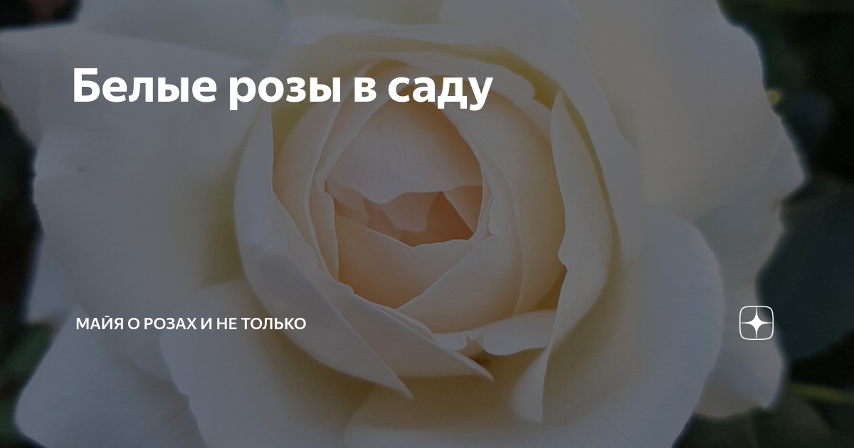 Белые розы в саду | Майя о розах и не только | Дзен