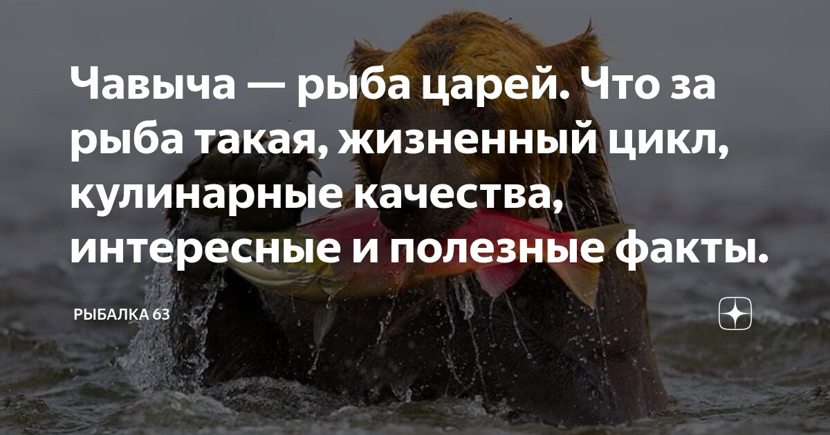Чавыча — рыба царей. Что за рыба такая, жизненный цикл, кулинарные ...