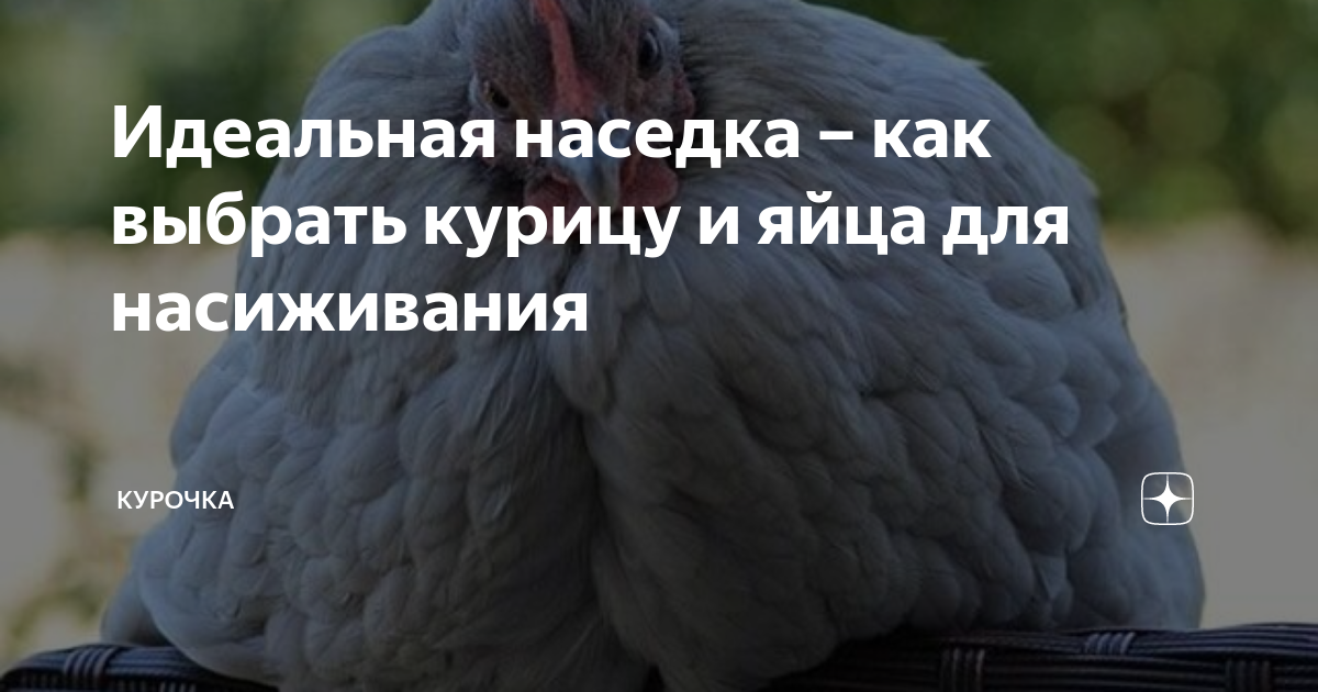 Как выбрать домашнюю курицу. Искусственный отбор куры. Тушка куриная домашняя. Как правильно выбрать курицу. Калорийность мяса.