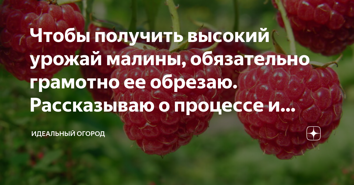 Получить урожай малины. Урожайность малины с 1 сотки сорт Полана. Урожайность малины с 1 га.