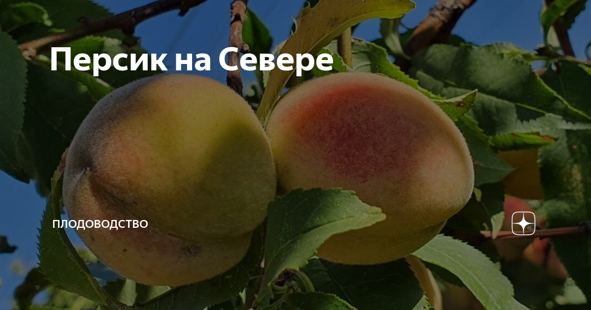 Персик на Севере | Плодоводство | Дзен