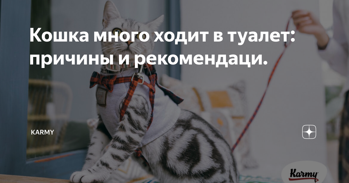 У кота частые рецидивы цистита и кровь в моче