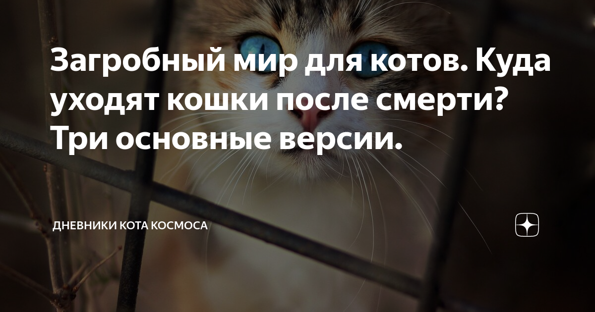 Куда уходят коты после смерти самая правдивая версия