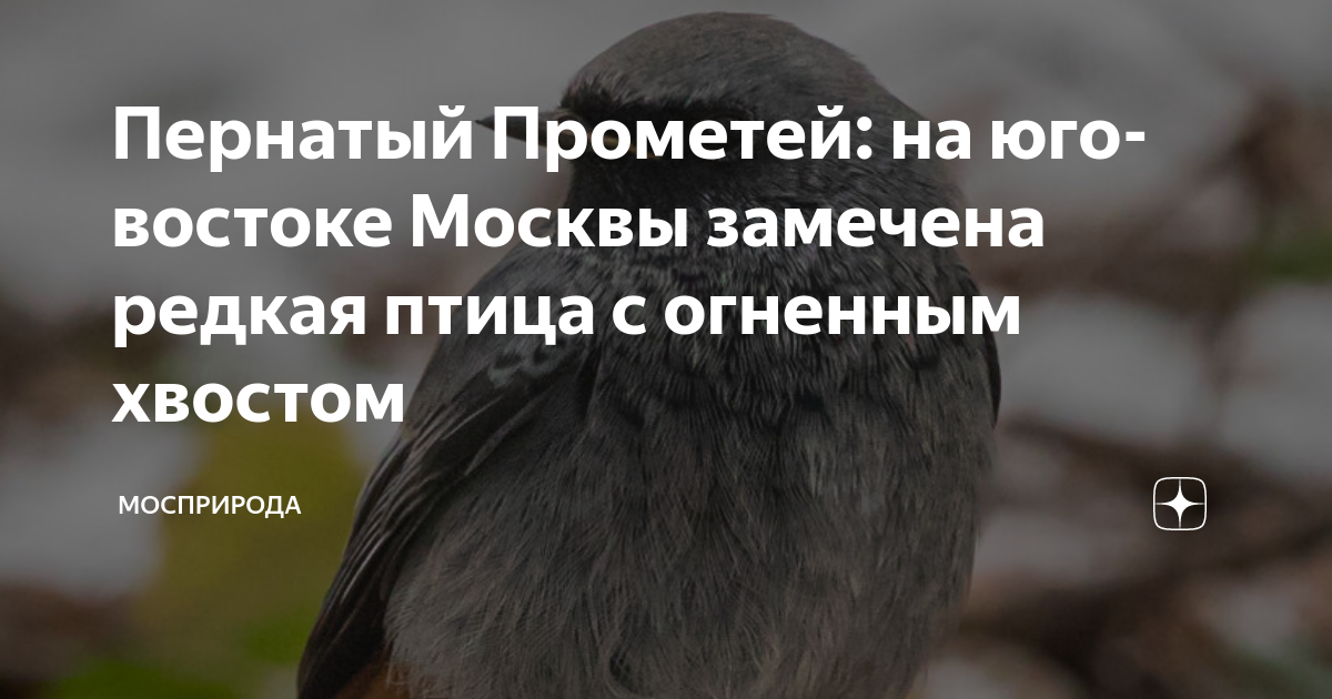 Пернатый Прометей: на юго-востоке Москвы замечена редкая птица с ...