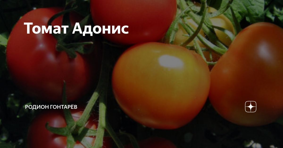 Адонис помидоры описание сорта фото
