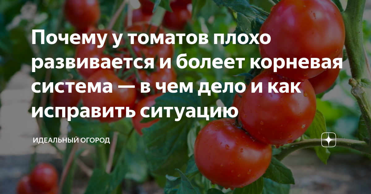 Не развивается корневая система у томатов. Томат неудачный. Плохие помидоры. Чем подкормить рассаду томатов плохо развивается корневая система. Метод хорошего и плохого корня.