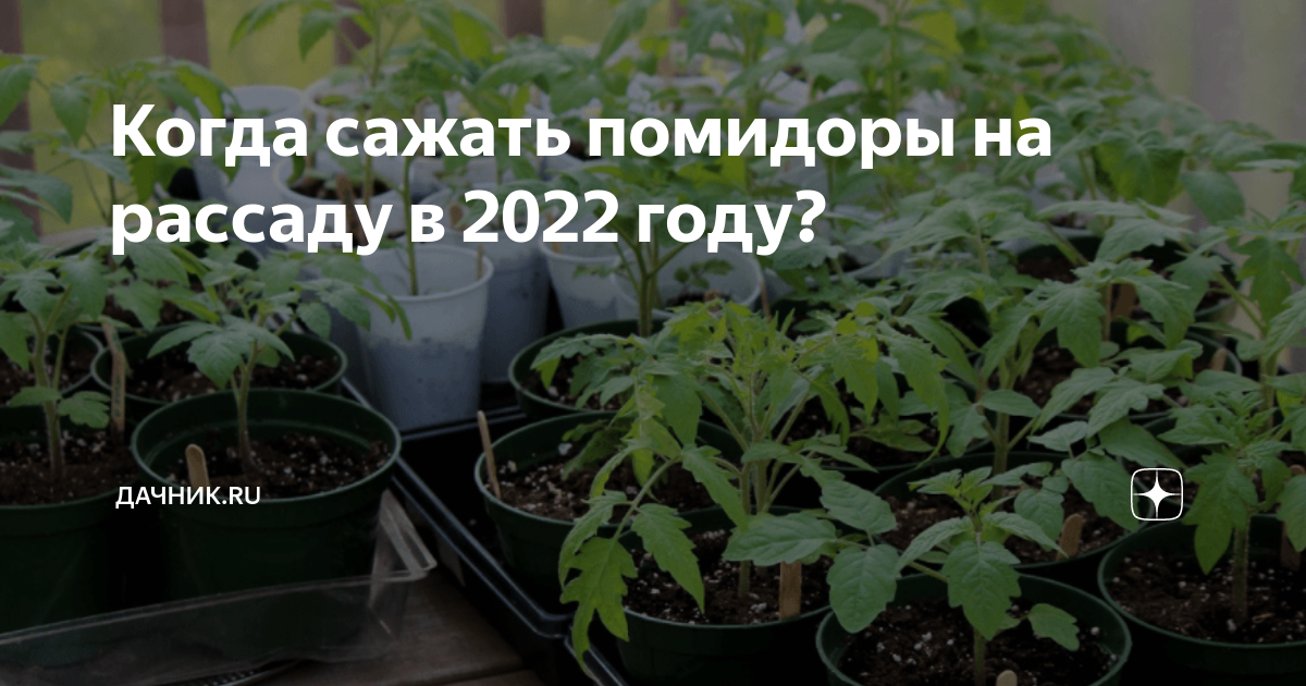 Время посадки томатов на рассаду 2024 год. Когда сеять помидоры на рассаду. Когда в апреле садить помидоры. В какую емкость сажать помидоры на рассаду семенами. Когда садить помидоры в Сибири