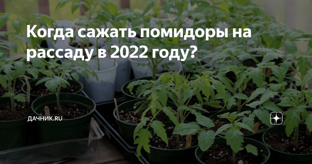 Когда садить помидоры на рассаду 2024 нужно