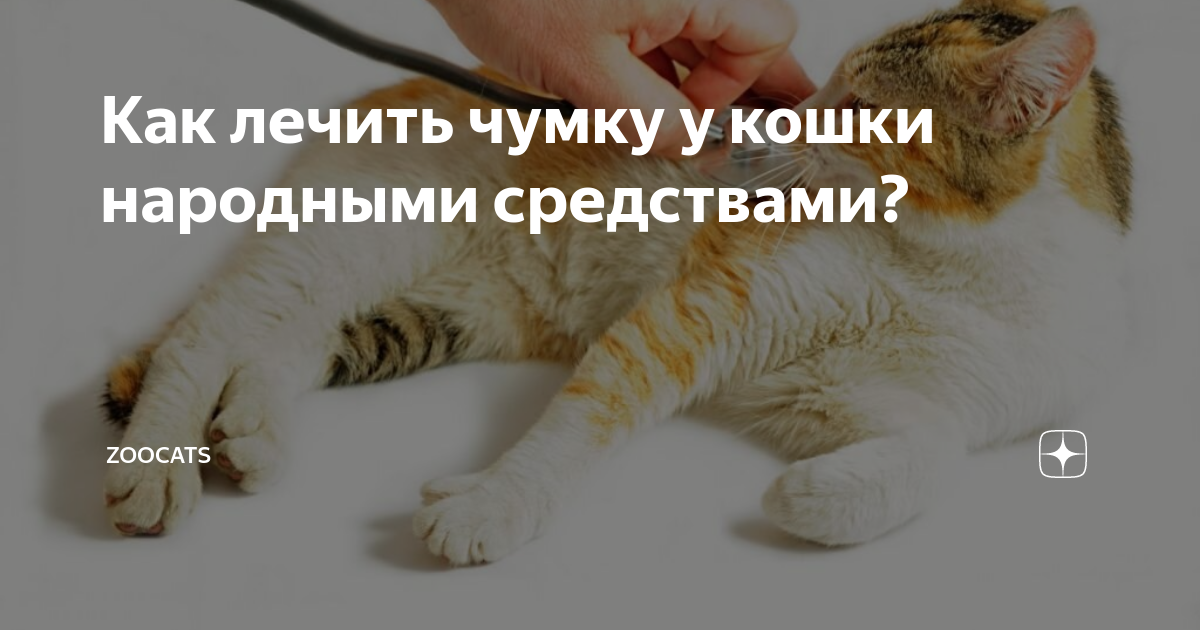 Лечение кошек в домашних условиях