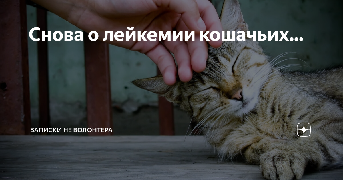 Снова о лейкемии кошачьих... | Записки НЕ волонтера | Дзен