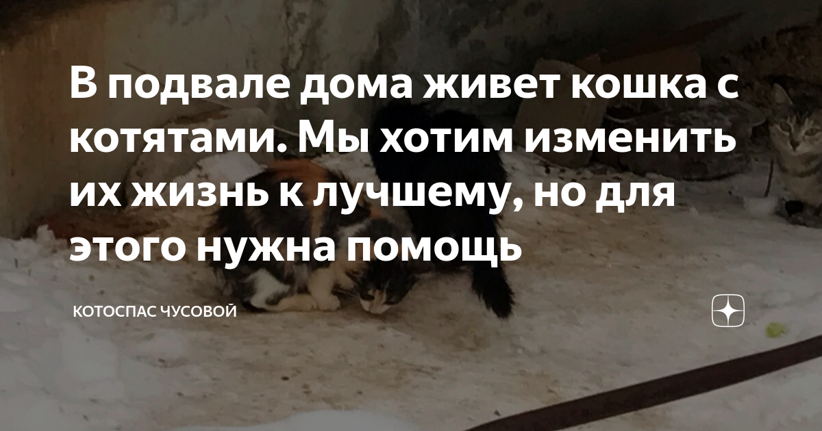 В подвале дома живет кошка с котятами. Мы хотим изменить их жизнь к ...