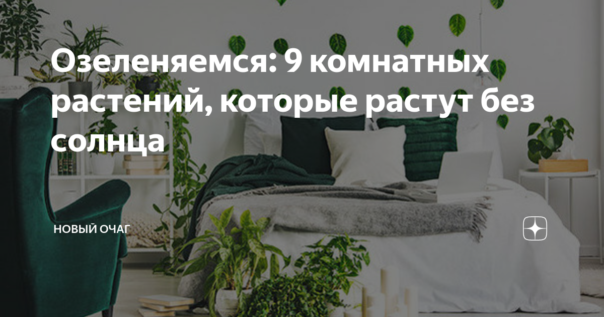 Озеленяемся: 9 комнатных растений, которые растут без солнца | Новый ...
