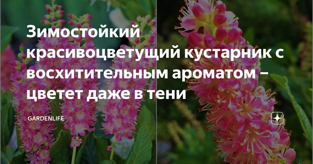 Зимостойкий красивоцветущий кустарник с восхитительным ароматом ...