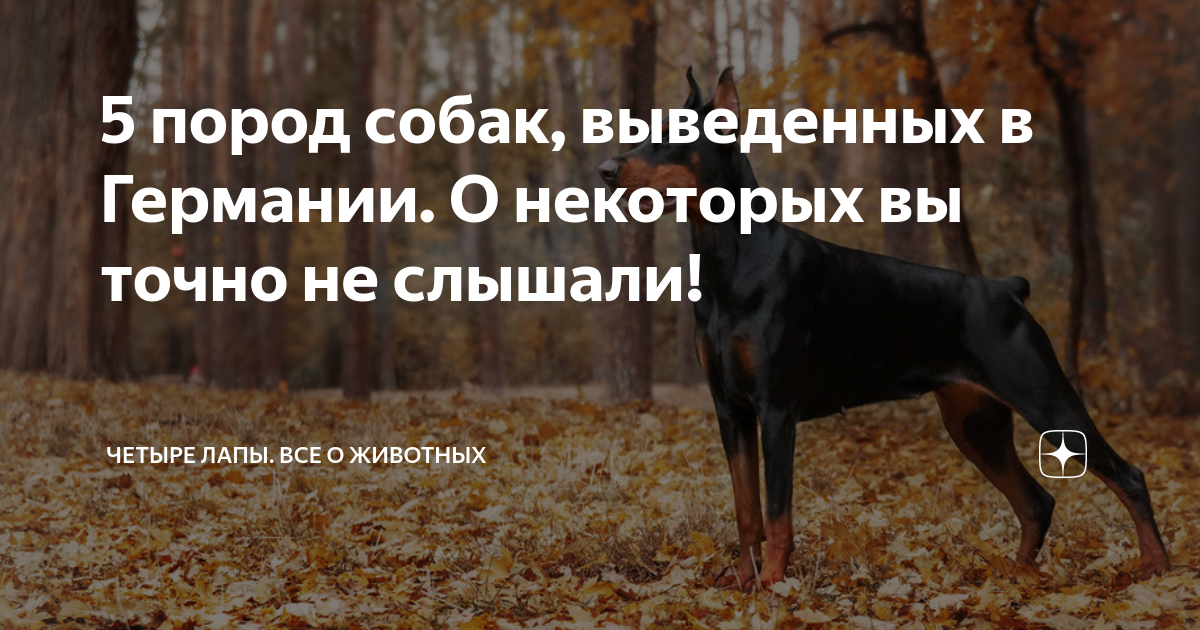 венгерская порода собак 4 буквы