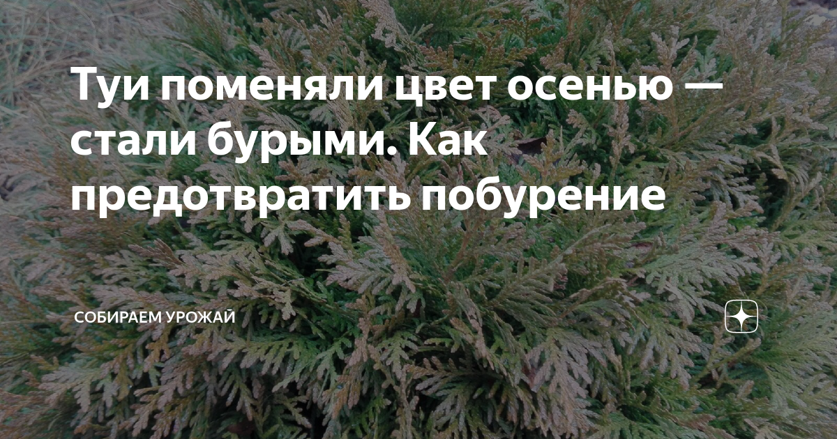 Что делать, если ваша туя после зимы пожелтела | В цветнике (партнер1.рф)