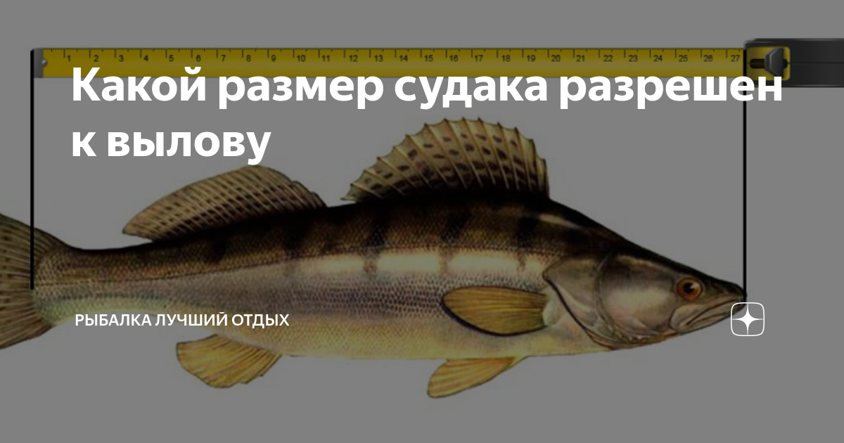 Размер рыбы разрешенной к вылову в московской области 2021. Разрешенный размер щуки. Таблица размеров рыбы разрешённых к вылову. Норма и размеры ловли рыбы. Судак размеры.
