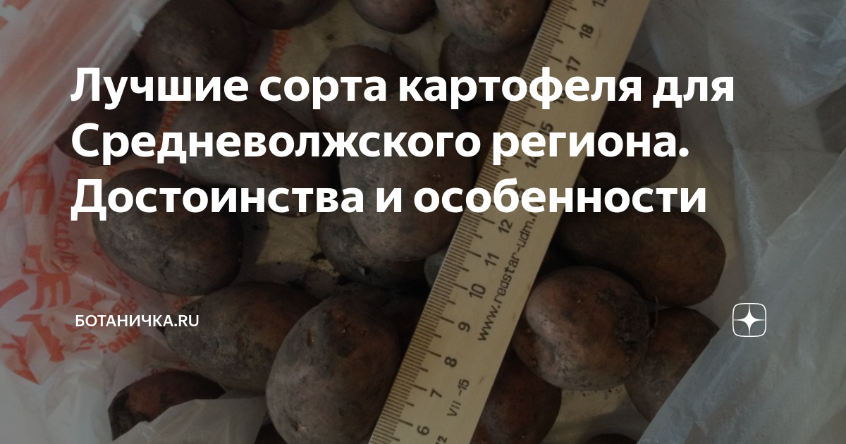 Лучшие сорта картофеля для Средневолжского региона. Достоинства иособенности