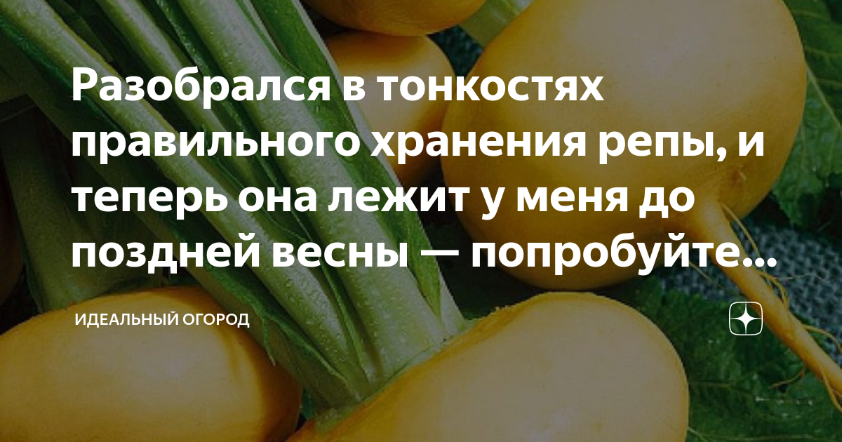 Разобрался в тонкостях правильного хранения репы, и теперь она лежит у ...