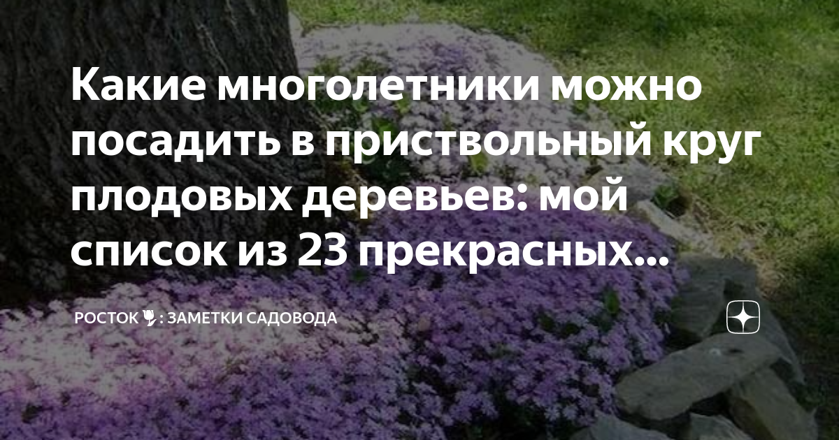 Какие многолетники можно посадить в приствольный круг плодовых деревьев ...