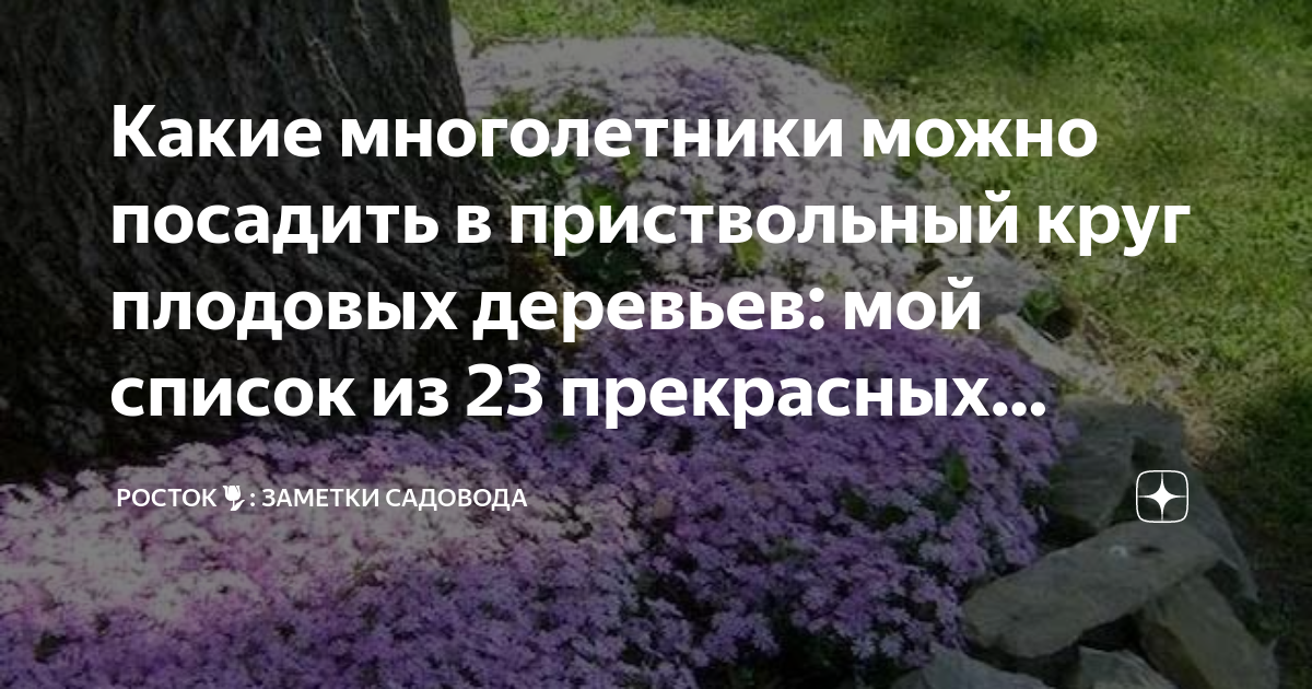 Какие многолетники можно посадить в приствольный круг плодовых деревьев .