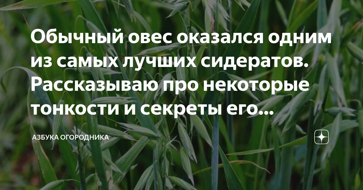 Обычный овес оказался одним из самых лучших сидератов. Рассказываю про ...
