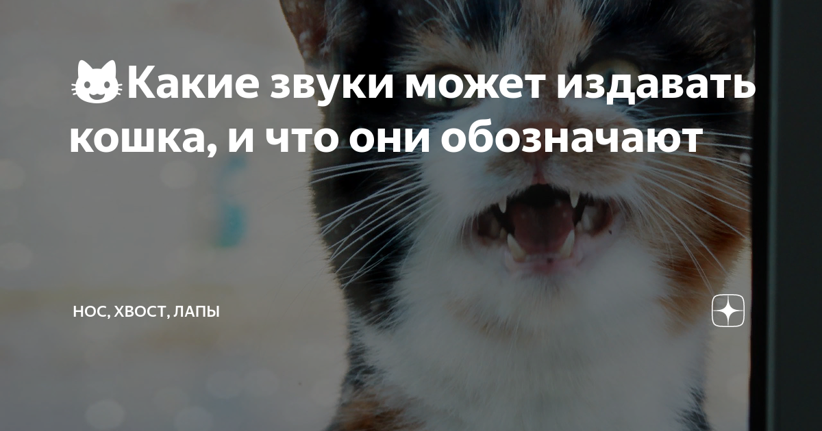 Какие звуки могут издавать кошки. Звуки, которые издают кошки. Коммуникация кошачьих. Какие звуки издают кошки слушать. Почему кошка издает звук