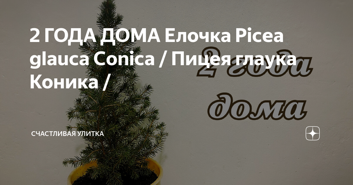 2 ГОДА ДОМА Елочка Picea glauca Conica / Пицея глаука Коника ...