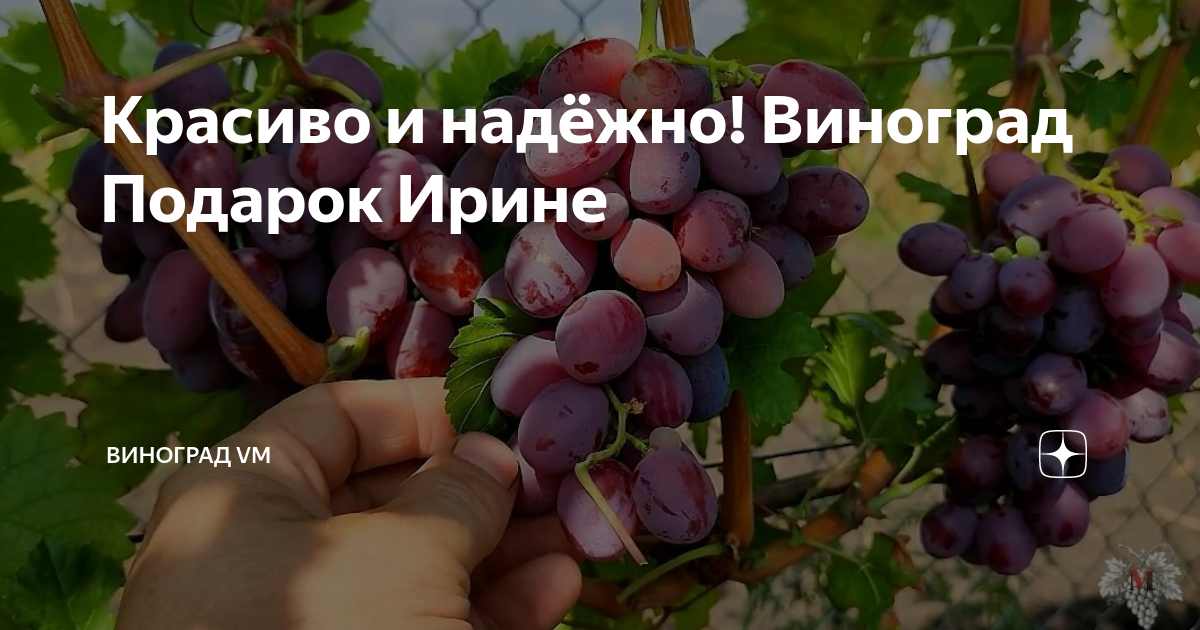 Виноград подарок ирине описание сорта фото отзывы