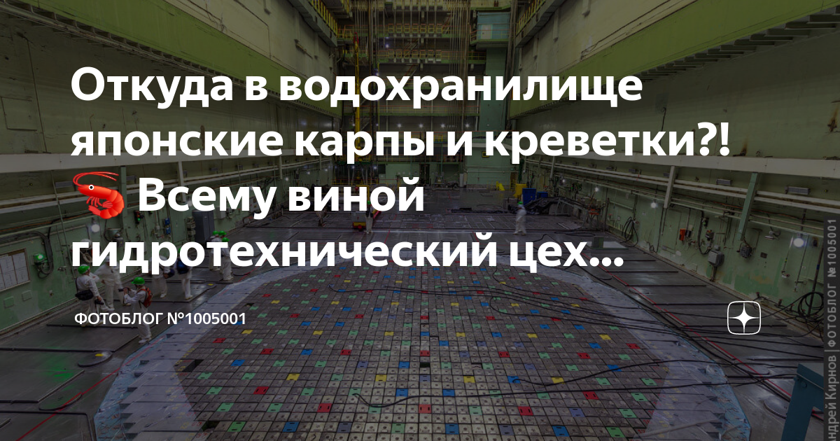 Откуда в водохранилище японские карпы и креветки Всему виной гидротехнический цех Курской