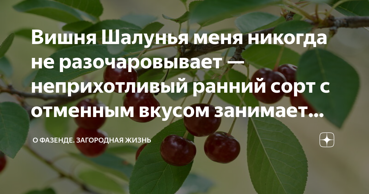 Купить Вишня Владимирская - Вишня плодовая - GardenPlants