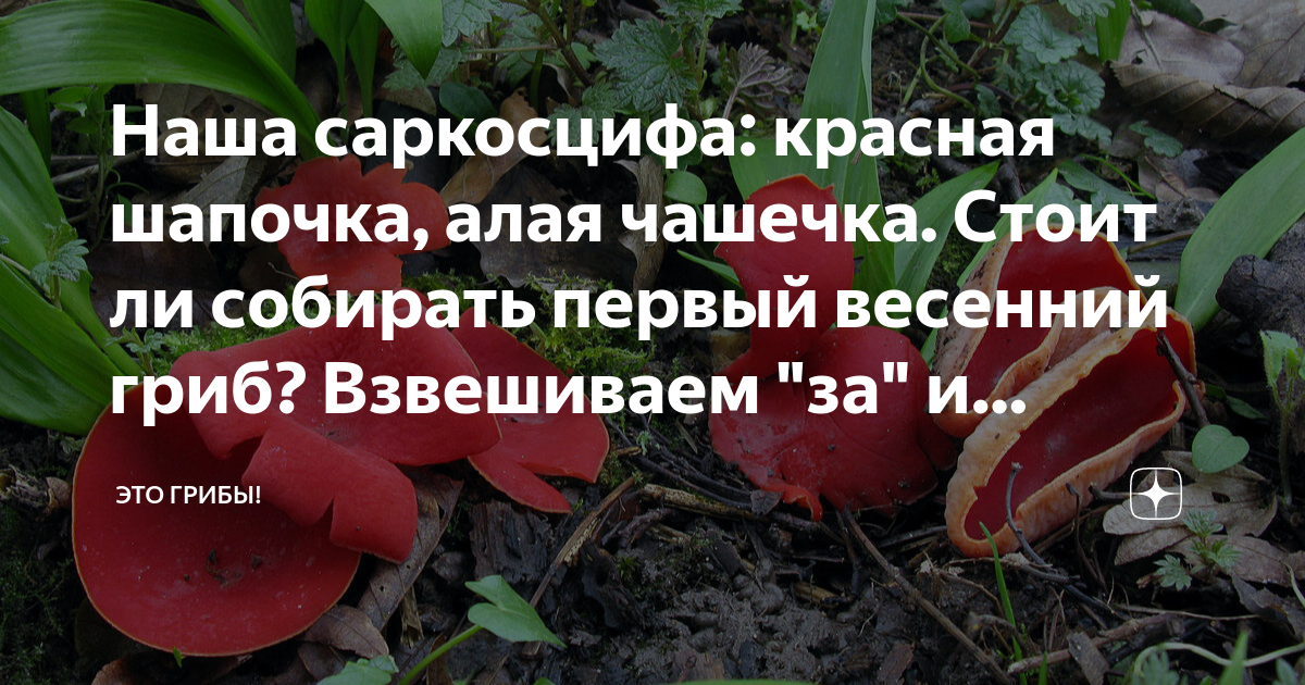 Наша саркосцифа: красная шапочка, алая чашечка. Стоит ли собирать ...