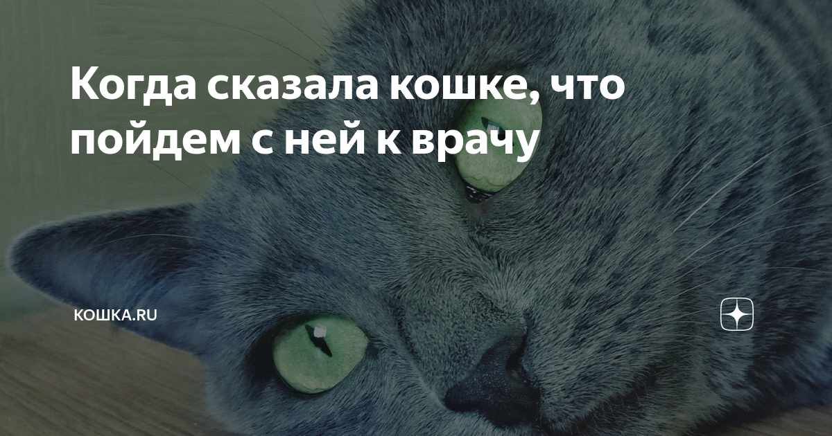 Ах сказала кошка