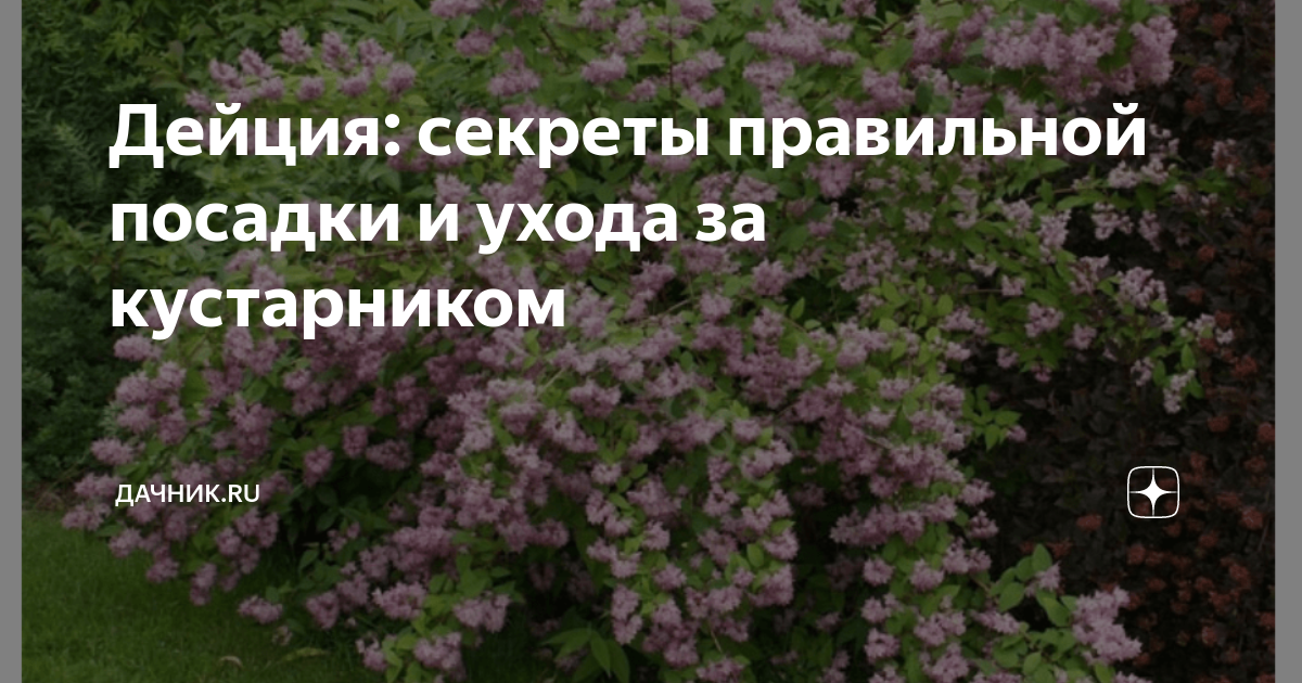 Дейция: секреты правильной посадки и ухода за кустарником | Дачник.RU ...